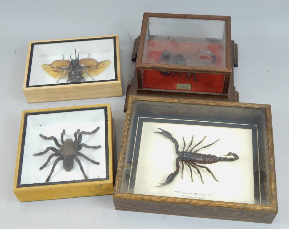 Appraisal: Four insect specimens a Malaysian scorpion a eupatorus gracilicornis a