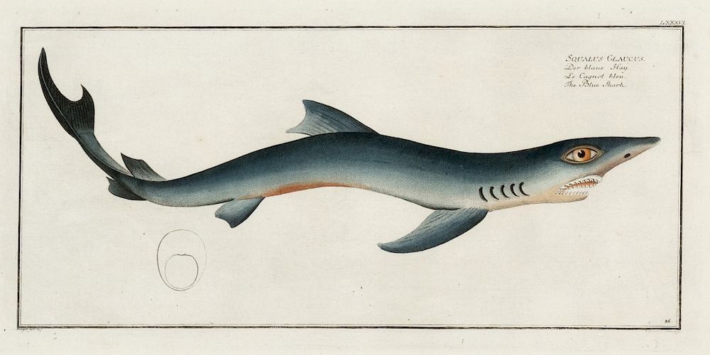 Appraisal: Bloch Squalus Glaucus The Blue Shark Artist Name Bloch Marcus