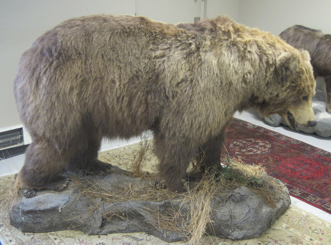 Appraisal: LARGE ALASKAN BROWN BEAR TAXIDERMY MOUNT a full body mount