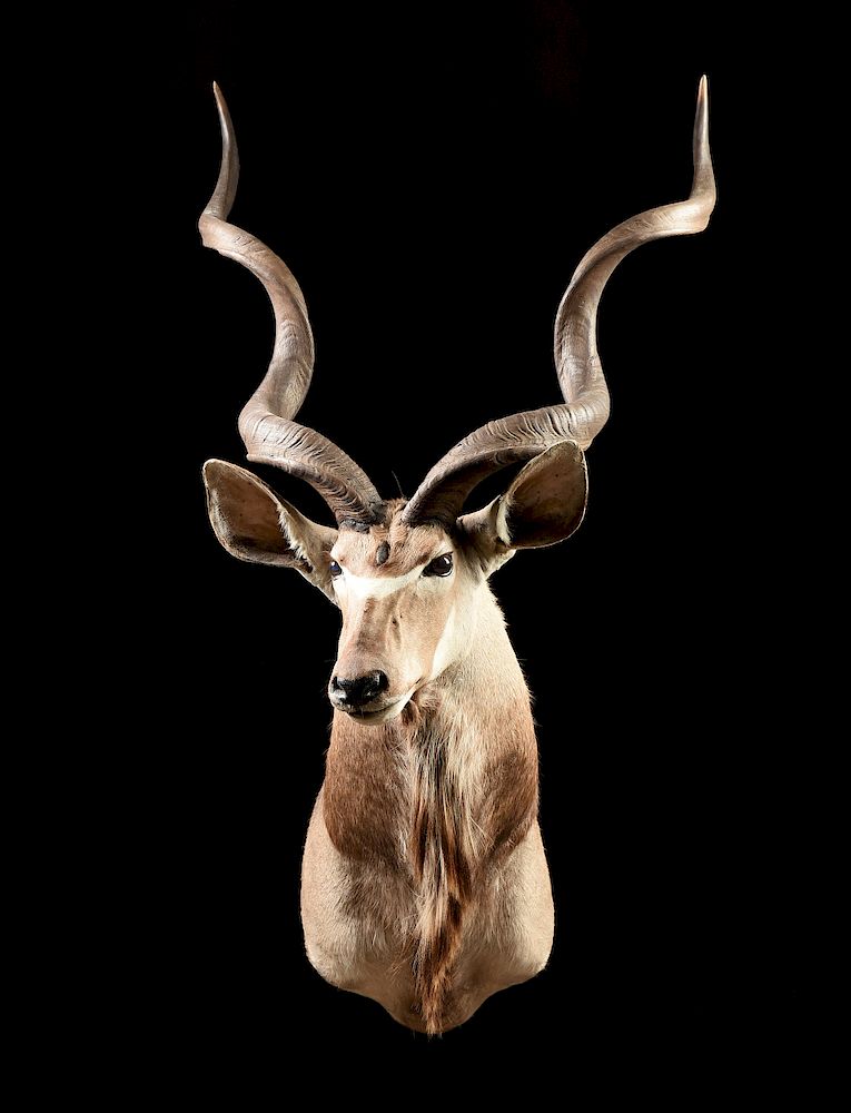 Appraisal: A GREATER KUDU TROPHY HEAD MOUNT AFRICAN TH CENTURY A