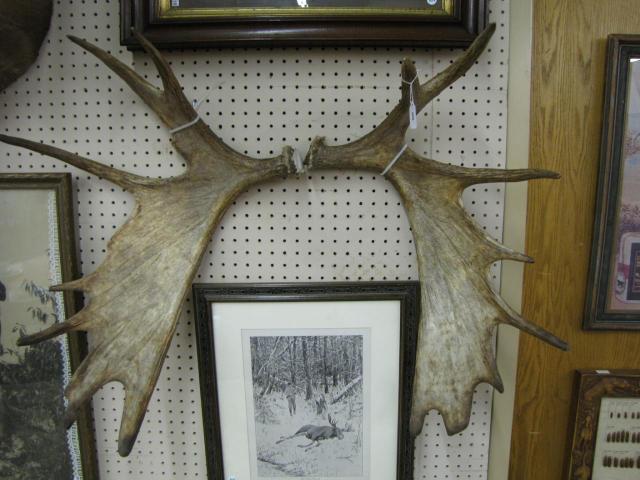 Appraisal: Pair of Moose Antlers each approximately '' high Deer Antlers