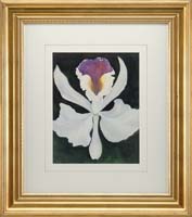 Appraisal: UNSIGNED th Century WHITE FLOWER Watercolor of an Iris type