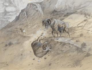 Appraisal: OLAF C SELTZER - Big Horn Sheep Battle gouache on