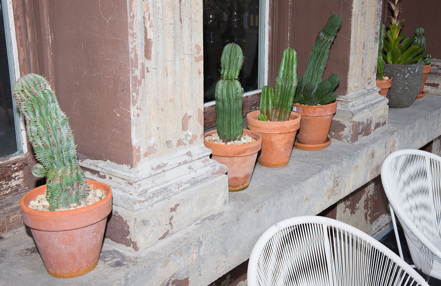 Appraisal: SIX CACTI IN TERRACOTTA POTS tallest including pot h x