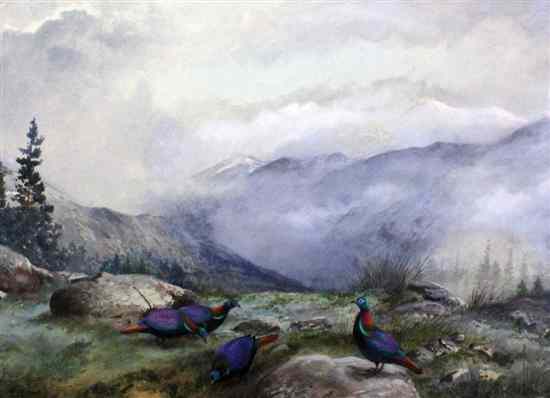 Appraisal: Philip Rickman - watercolour Himalayan Monal Pheasants on a hillside