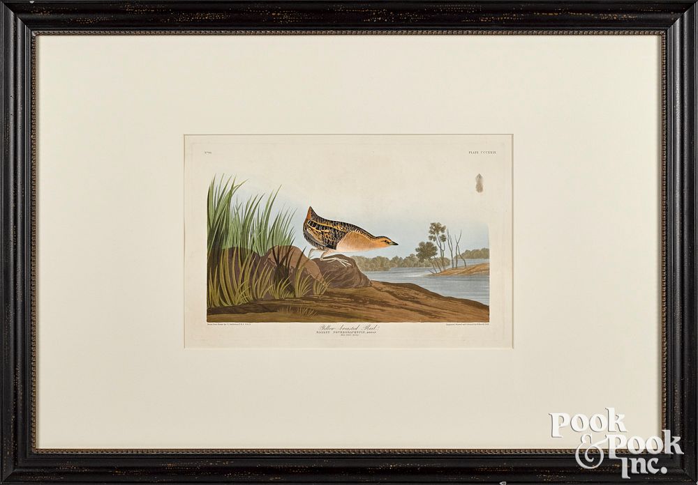 Appraisal: John James Audubon colored engraving John James Audubon colored engraving