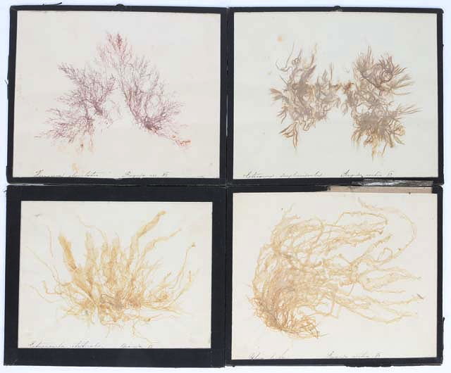 Appraisal: A GROUP OF ELEVEN PRESERVED AND PRESSED SEAWEED SAMPLES each