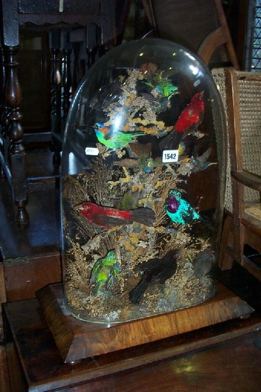 Appraisal: A Victorian menagerie of stuffed and mounted exotic birds mainly