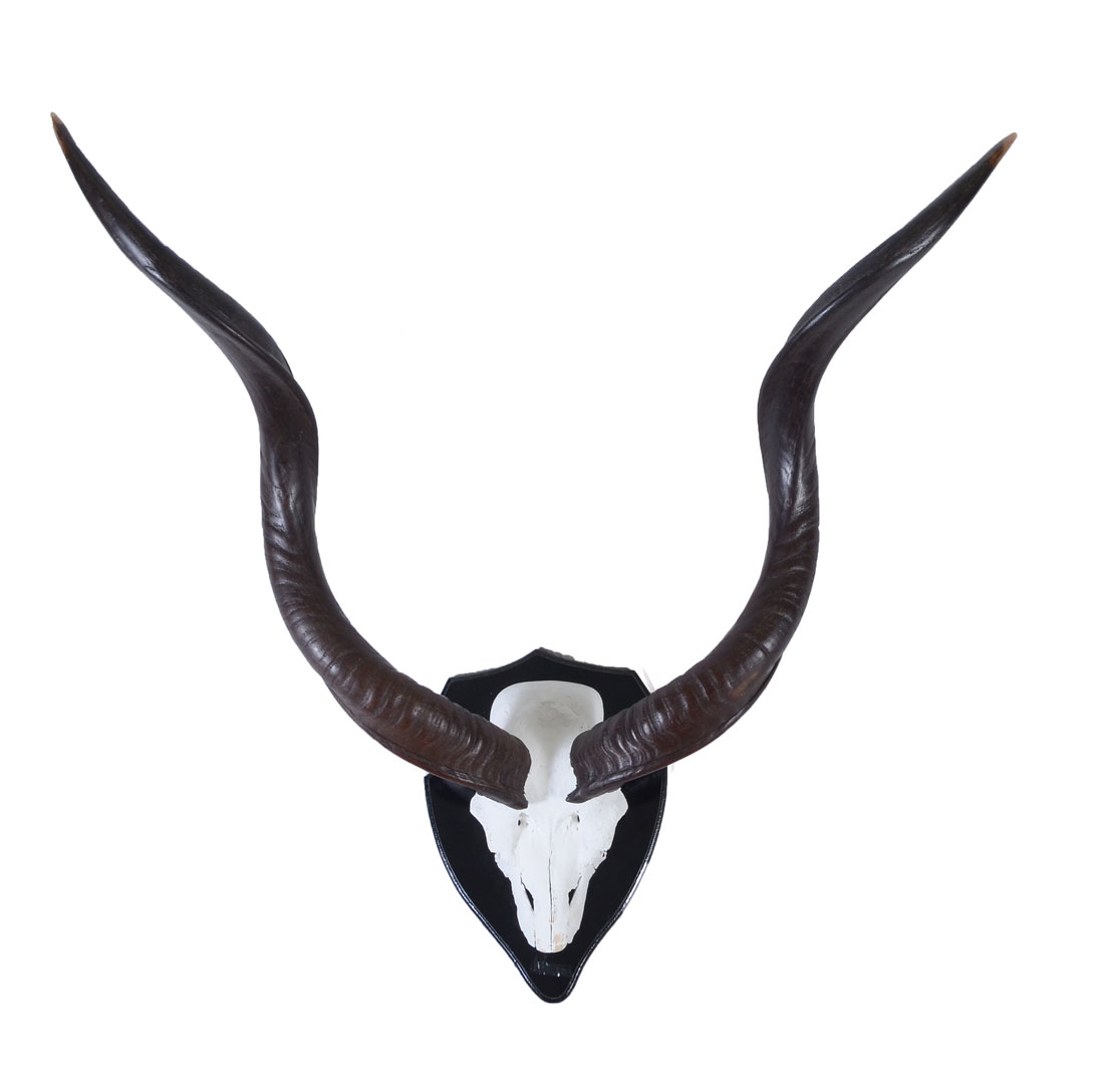 Appraisal: NICE PAIR OF AFRICAN KUDU HORNS Pair of horns longest