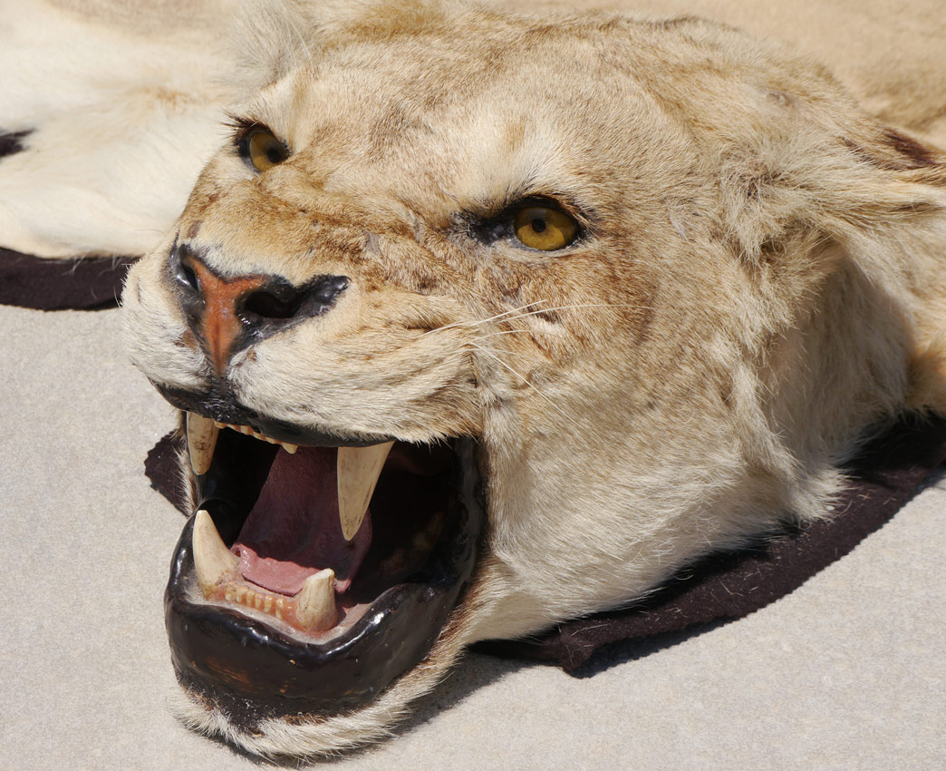 Appraisal: TAXIDERMY AFRICAN LIONESS RUG MOUNT Mounted head pelt affixed to