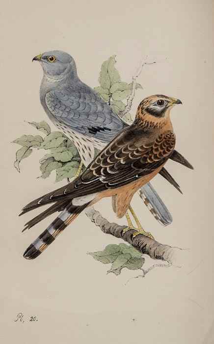 Appraisal: Me er H L Coloured Illustrations of British Birds and