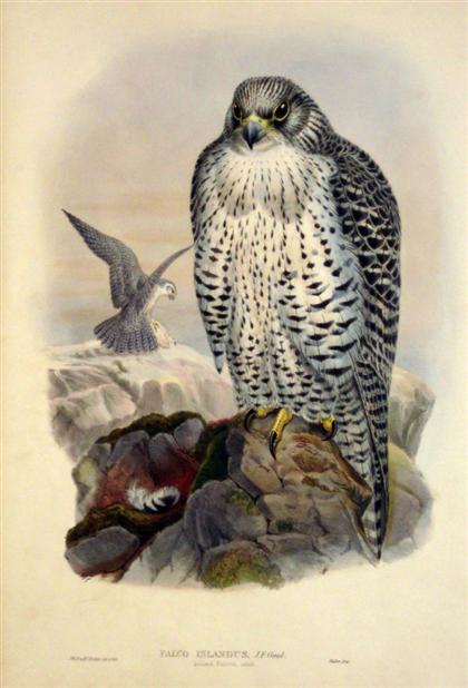 Appraisal: pieces Hand-Colored Lithographs Gould John Raptors Iceland Falcon Falco Aesalon