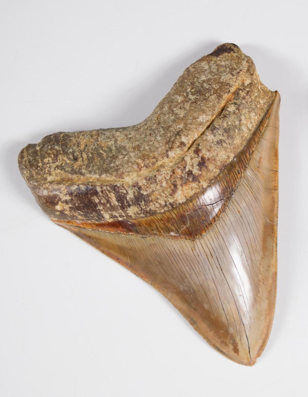 Appraisal: PREHISTORIC MEGALODON TOOTH Miocene to Pliocene age from an extinct