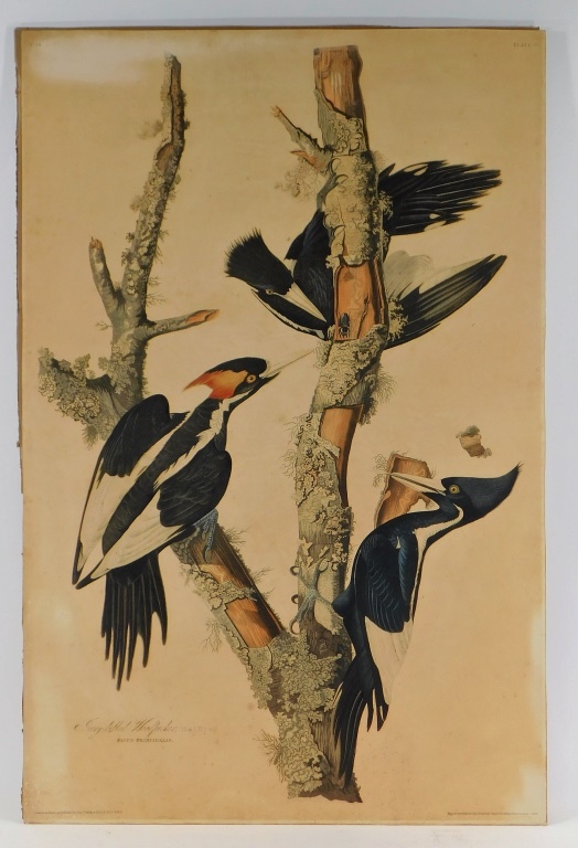 Appraisal: JOHN JAMES AUDUBON IVORY-BILLED WOODPECKER ETCHING Haiti United States -