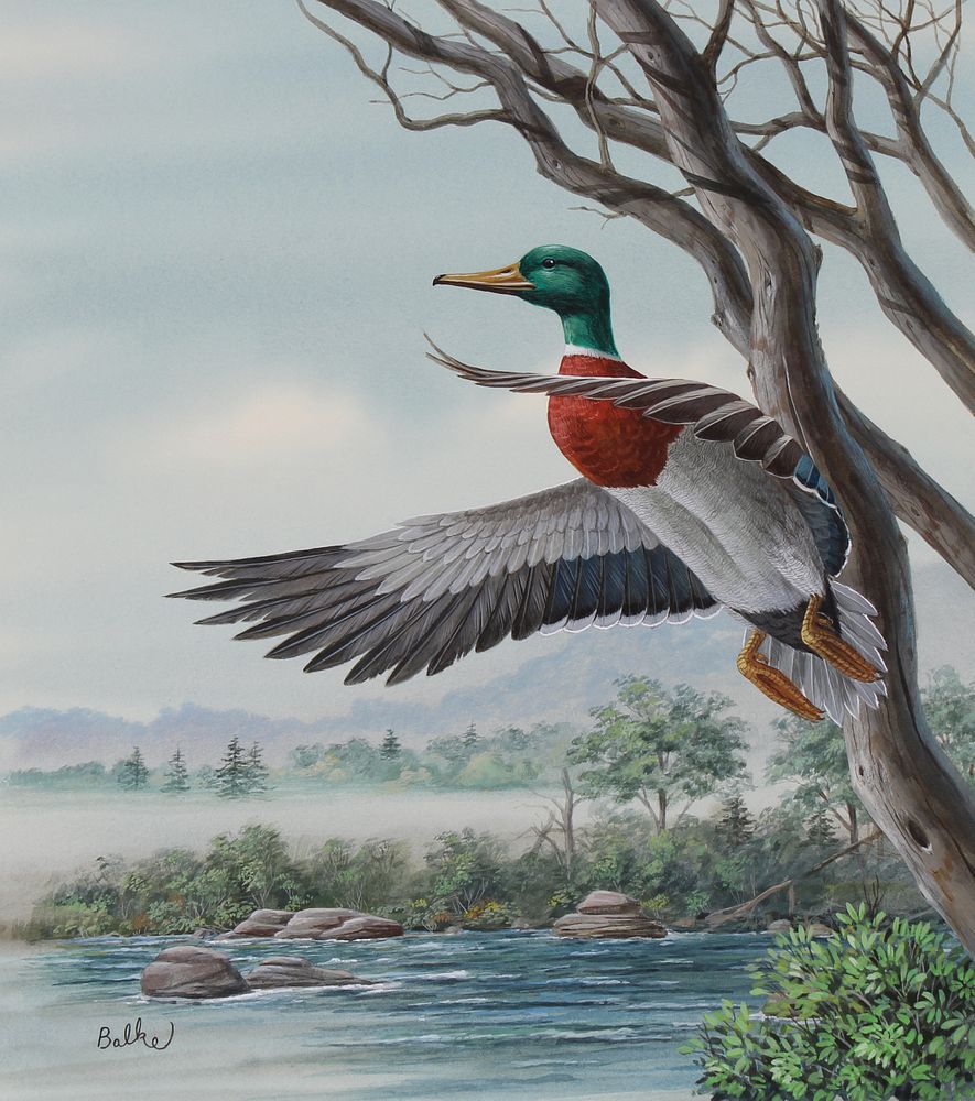 Appraisal: Don Balke B Belgium Mallard Duck Don Balke North Carolina