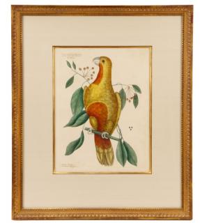 Appraisal: Mark Catesby Parrot of Paradise of Cuba Mark Catesby English