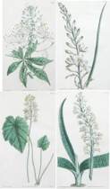 Appraisal: Lot of Four Botanical Prints by Curtis English th Century