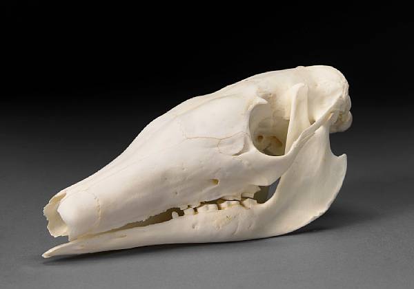 Appraisal: Aardvark Skull Orycteropus afer South Africa The aardvark is a