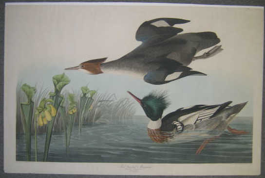 Appraisal: AFTER JOHN JAMES AUDUBON AMERICAN - RED-BREASTED MERGANSER handcolored engraving