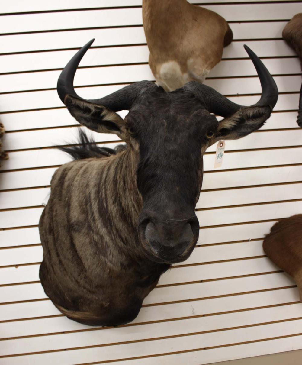 Appraisal: AFRICAN BLUE WILDEBEEST TAXIDERMY MOUNT head shoulder mount with horns