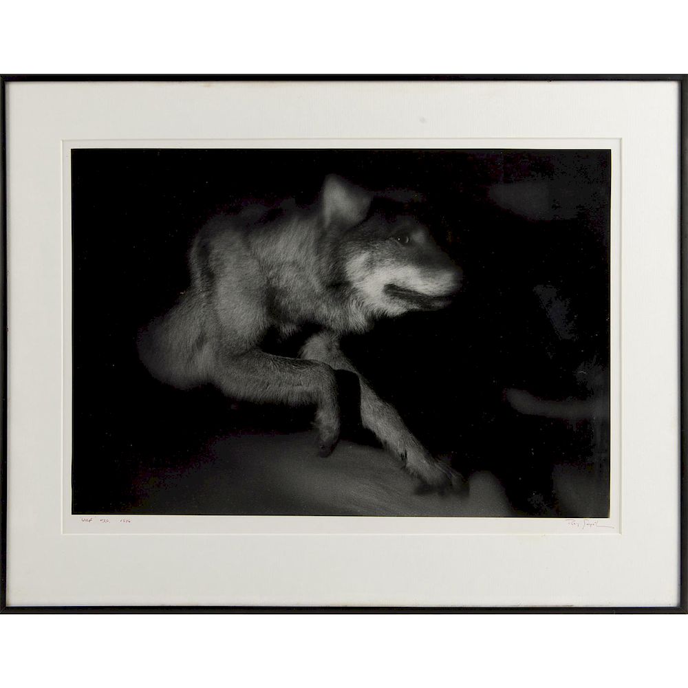 Appraisal: WOLF BY ROY GUMPEL Silver gelatin photographic print framed signed