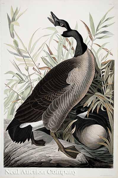 Appraisal: After John James Audubon American - Canada Goose No Plate