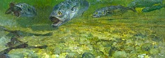 Appraisal: Stanley Meltzoff Bluefish oil on canvas on board x in