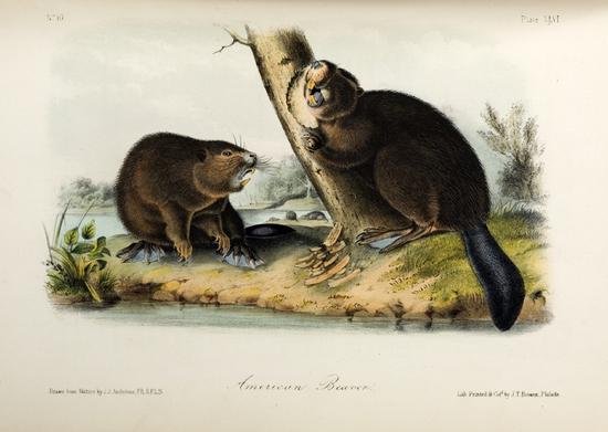 Appraisal: AUDUBON John James - and BACHMANN John - The Quadrupeds