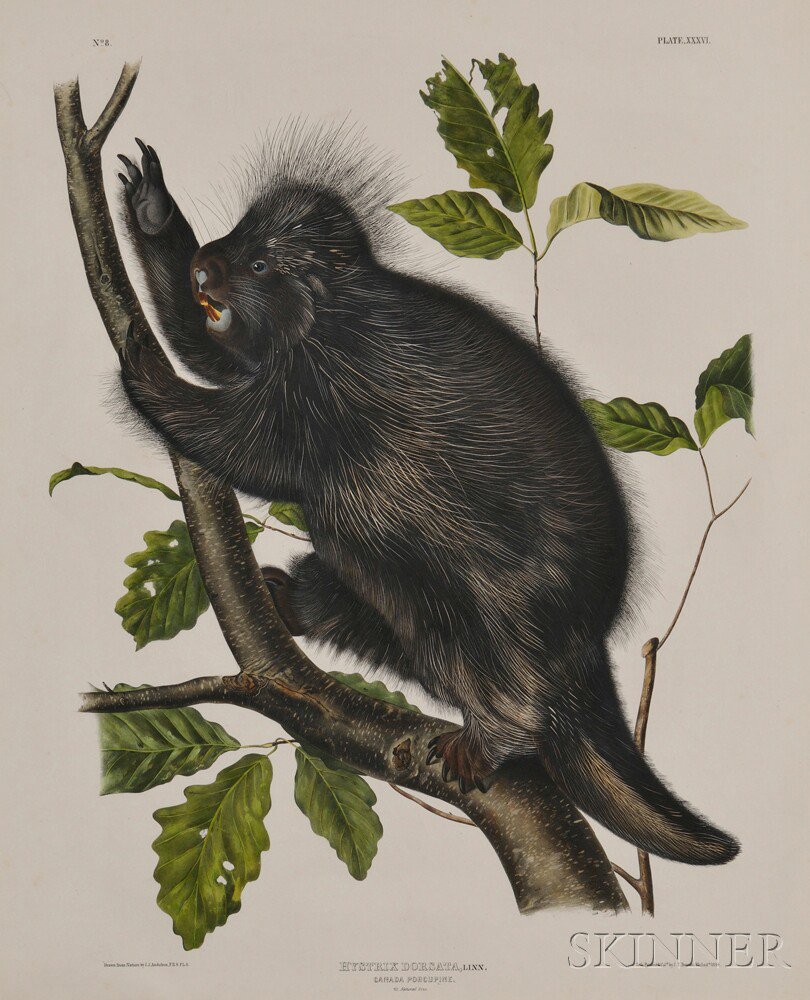 Appraisal: Audubon John James - Canada Porcupine Plate XXXVI from The