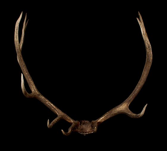 Appraisal: Montana Rocky Mountain Royal Elk European Mount For sale in