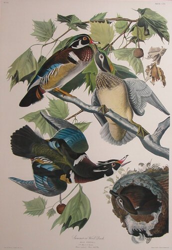 Appraisal: Summer or Wood Duck South American Bark Painting Reproduction on