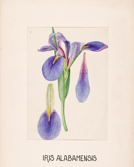 Appraisal: BOTANICAL Eaton Mary E and others Group of delicate watercolor