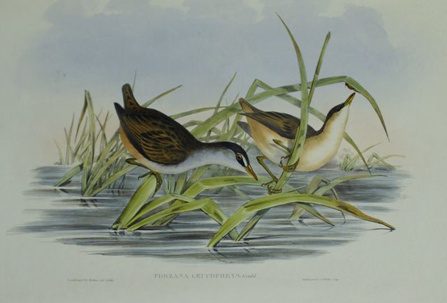 Appraisal: White-eyebrowed Water Crake Porzana Leucophrys