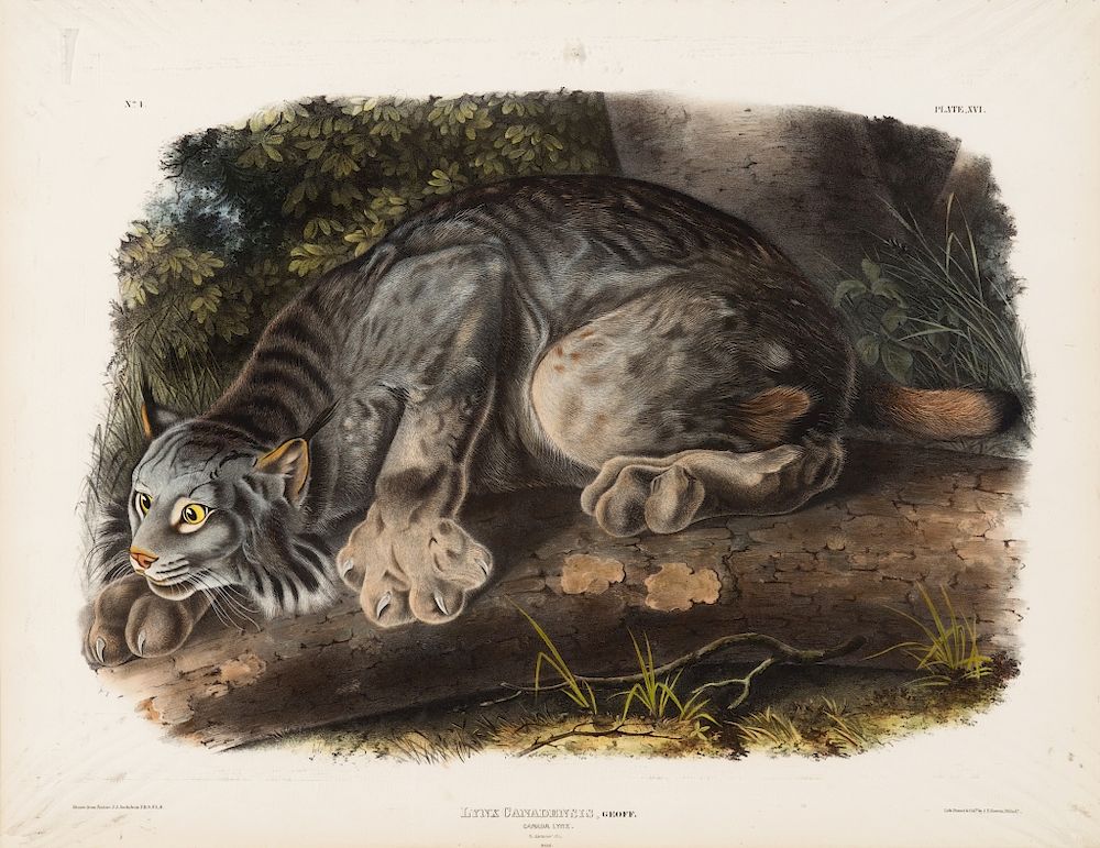 Appraisal: John James Audubon Canada Lynx Bowen Edition of Viviparous Quadrupeds