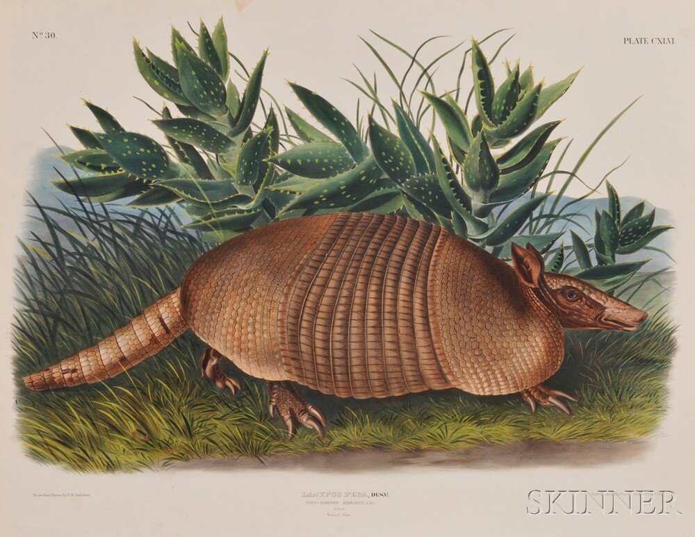 Appraisal: Audubon John James - Nine-Banded Armadillo Male Plate CXLVI from