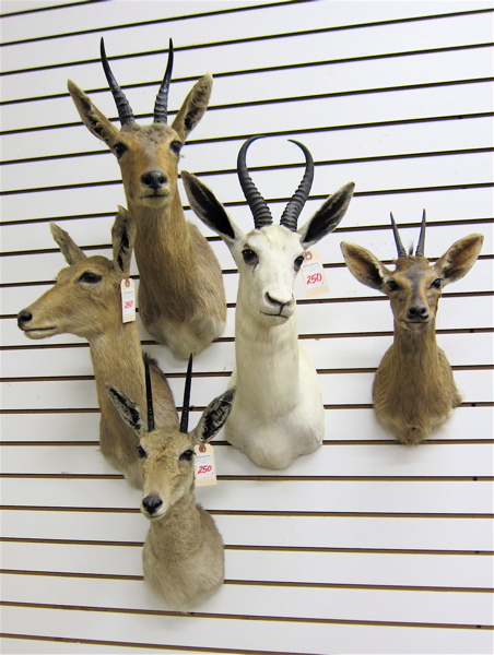 Appraisal: FIVE AFRICAN GAME TROPHY HEAD MOUNTS all small variety antelope