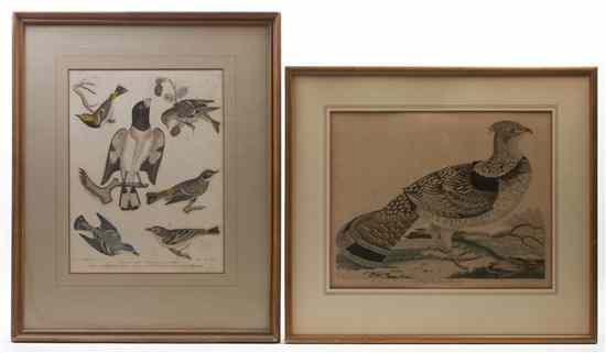 Appraisal: Two Ornithological Engravings each handcolored Height of tallest overall x