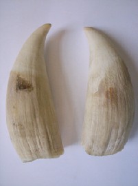 Appraisal: TWO WHALES TEETH