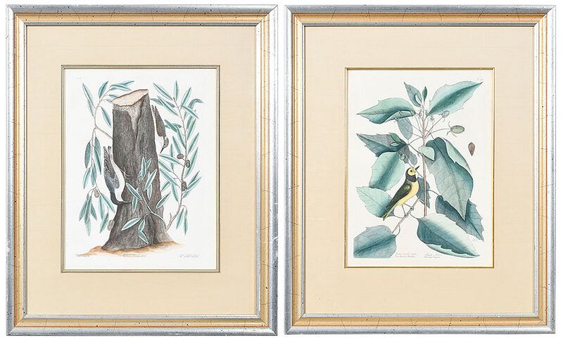 Appraisal: Mark Catesby British - Two ornithological plates T The Small