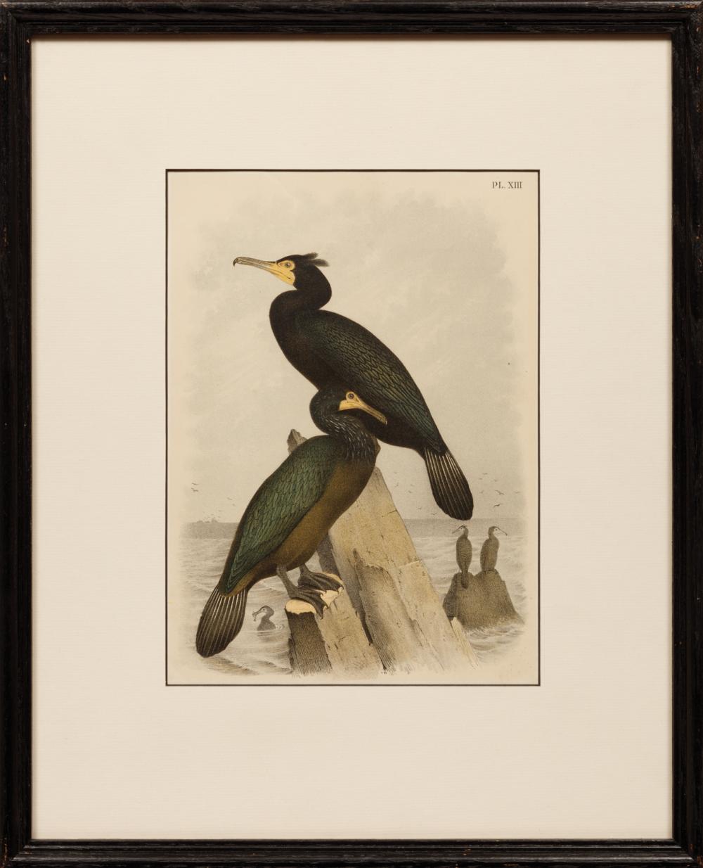 Appraisal: After Theodore Jasper American - Gyrfalcon Cormorant and Pinnated Grouse