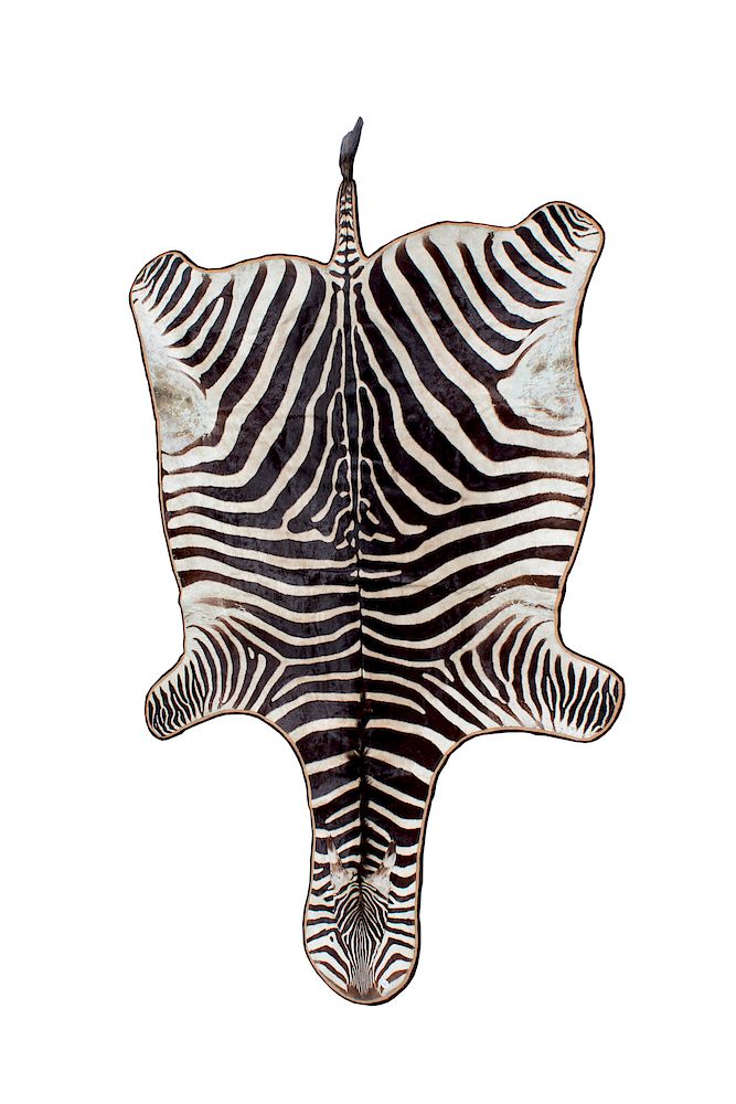 Appraisal: A Zebra Skin Rug TH CENTURY Length inches A Zebra