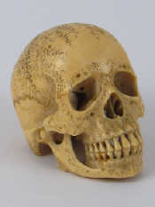 Appraisal: An extremely finely carved marine ivory skull signed circa x