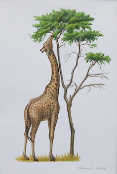 Appraisal: Olga Levchenko Russian b Giraffe Watercolor on paper Signed in