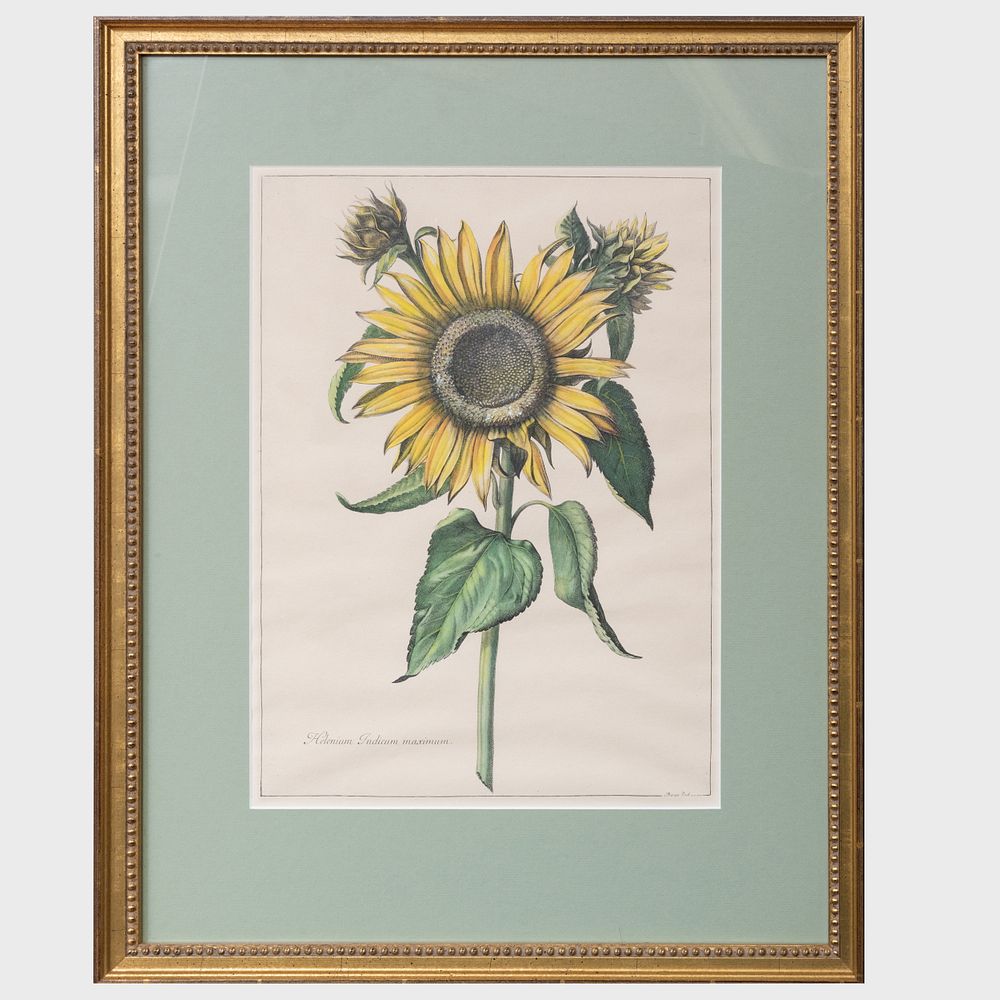 Appraisal: After Abraham Bosse - Helenium Indicum maximum Engraving in black