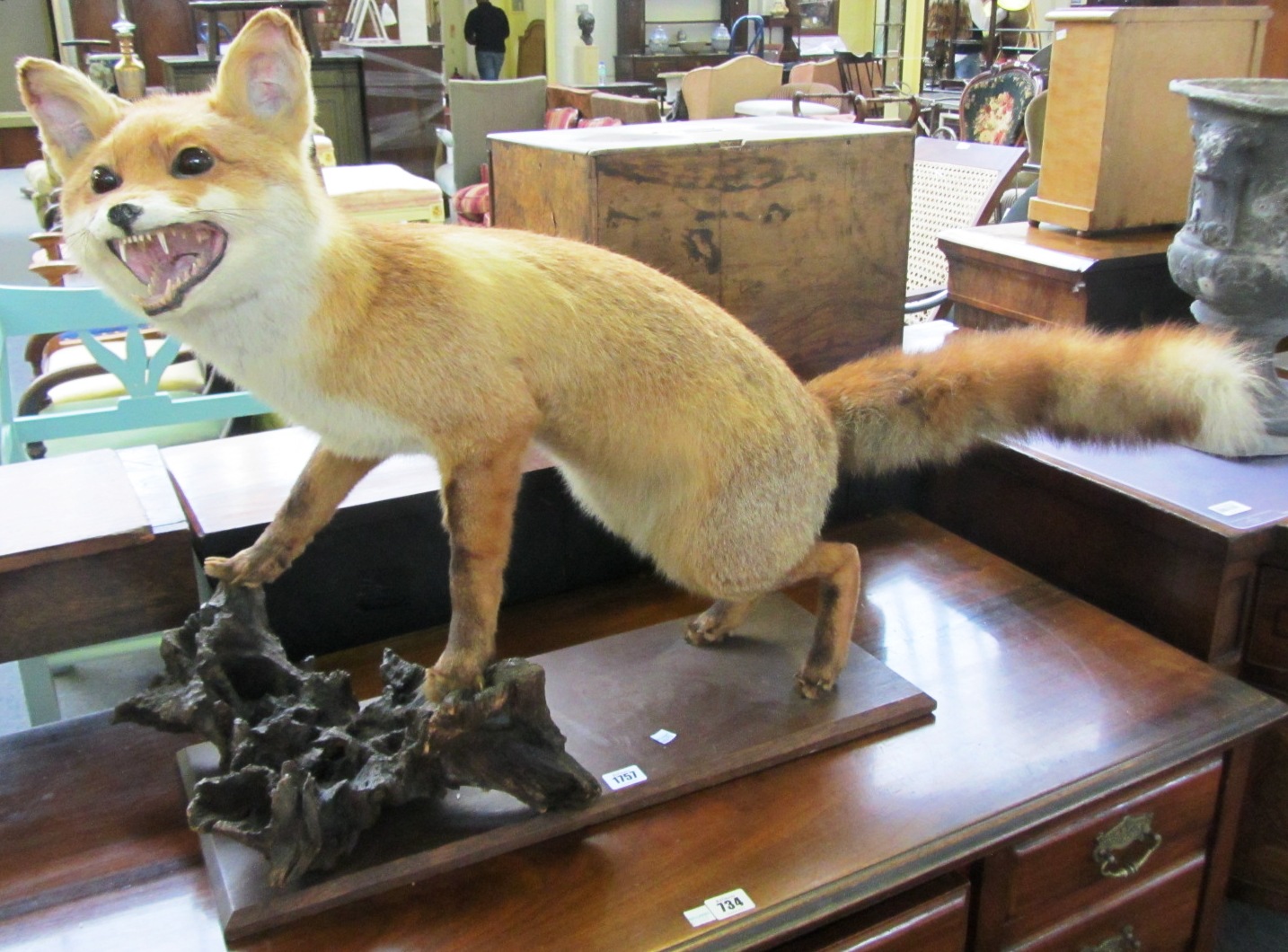 Appraisal: Taxidermy a stuffed fox in standing pose cm high