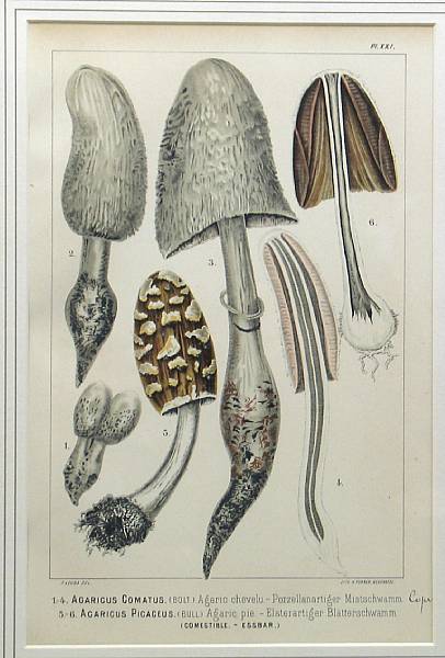 Appraisal: A set of six framed German prints of mushrooms framed