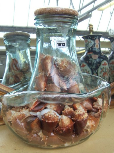 Appraisal: A quantity of conch shells in a shaped glass vase