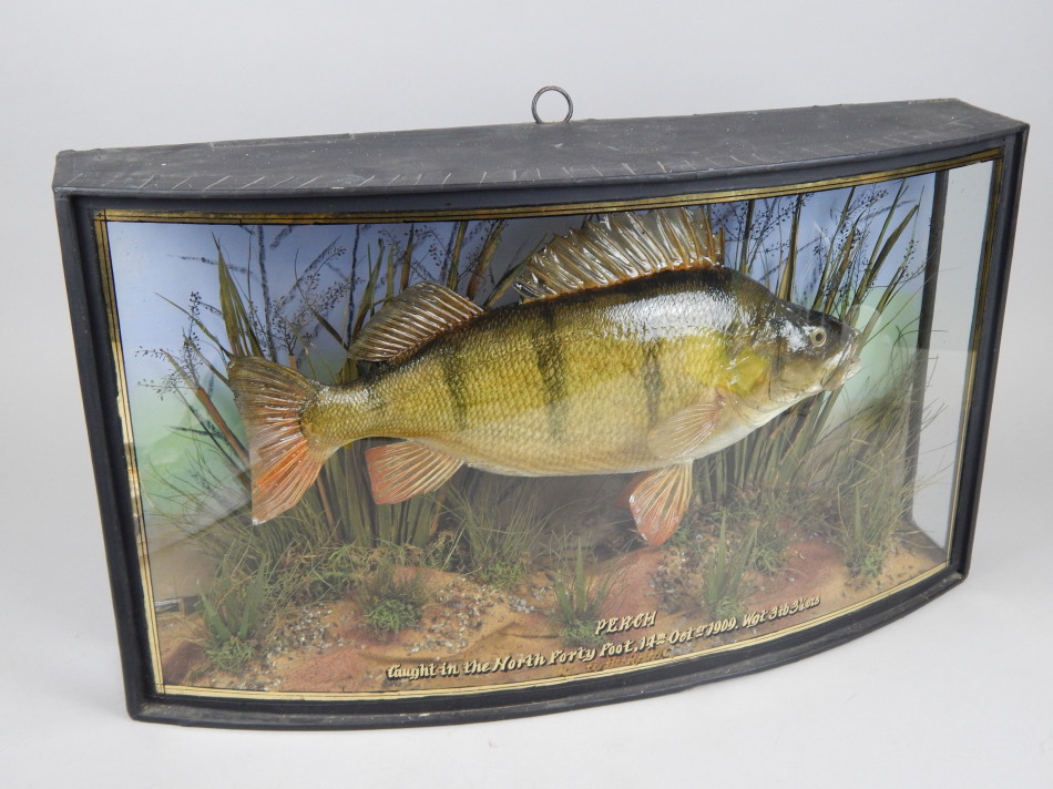 Appraisal: A taxidermied perch in a glazed and ebonised bow fronted