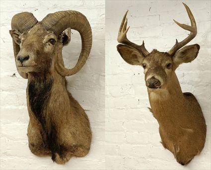 Appraisal: Stag's Head and Ram's Head Trophies