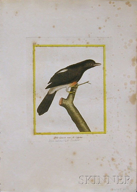 Appraisal: Five Hand-colored Ornithological Prints by Francois-Nicholas Martinet early th century